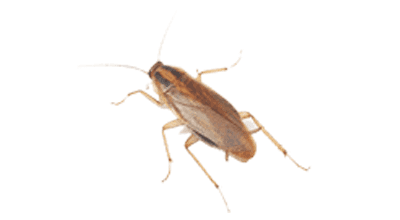 Cucaracha Alemana