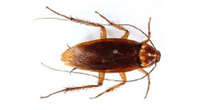 Cucaracha Americana