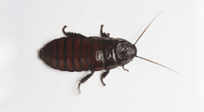 Cucaracha Oriental