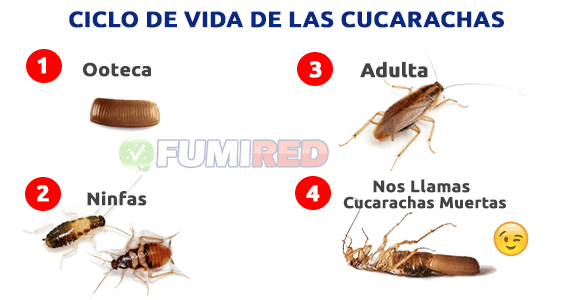 Samuel Quejar neumonía Fumigacion de Cucarachas - Fumigaciones de Cucarachas en CDMX - Fumigaciones  de cucarachas en EDOMEX